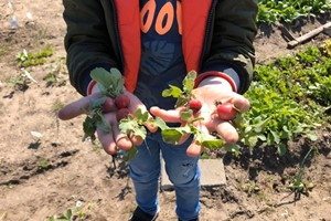 Moestuincoach Veenendaal
